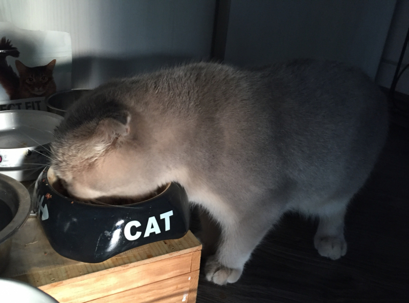 Кошки в нашей жизни. Кошки и все, что с ними связано.