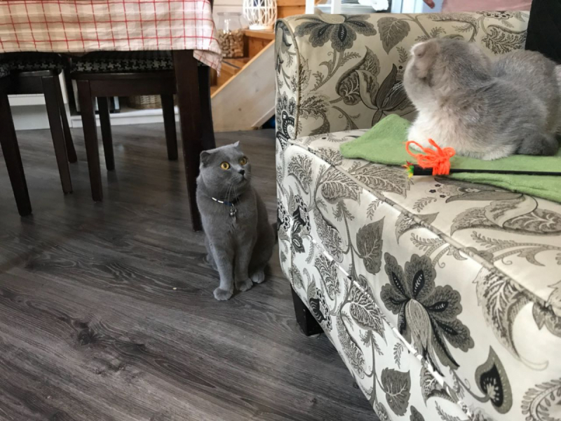 Кошки в нашей жизни. Кошки и все, что с ними связано.