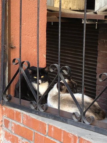 Кошки в нашей жизни. Кошки и все, что с ними связано.