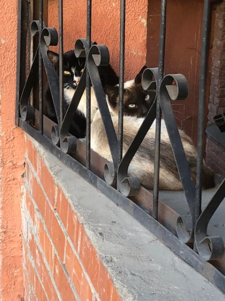 Кошки в нашей жизни. Кошки и все, что с ними связано.