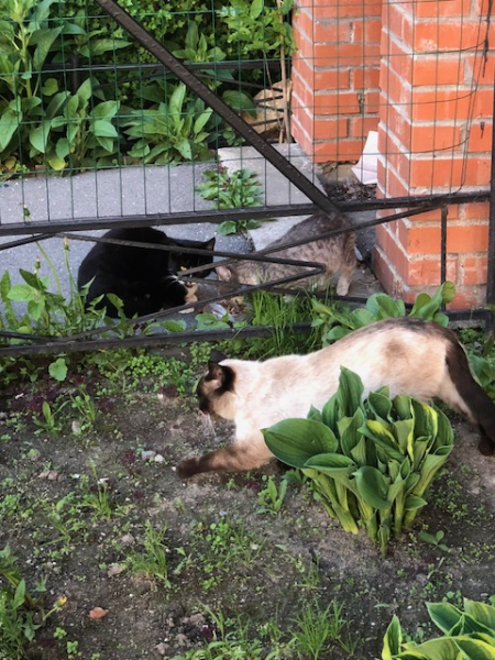 Кошки в нашей жизни. Кошки и все, что с ними связано.