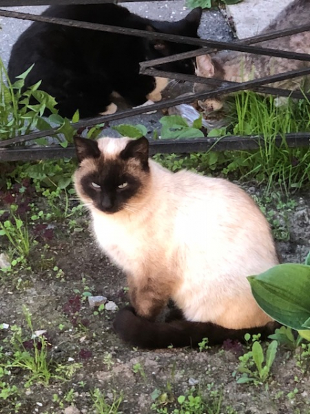 Кошки в нашей жизни. Кошки и все, что с ними связано.