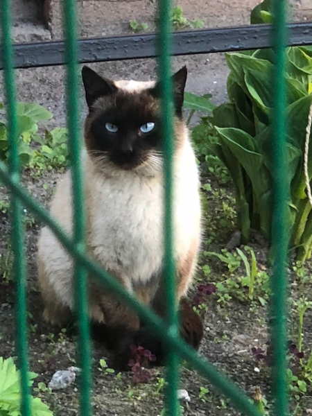 Кошки в нашей жизни. Кошки и все, что с ними связано.
