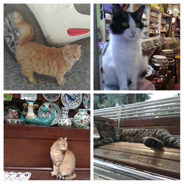 Кошки в нашей жизни. Кошки и все, что с ними связано.