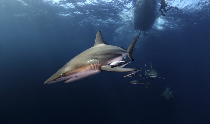 Дайвинг в ЮАР