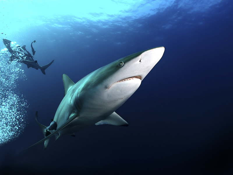 Дайвинг в ЮАР