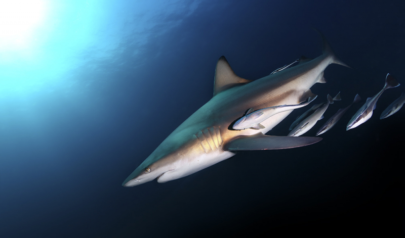 Дайвинг в ЮАР