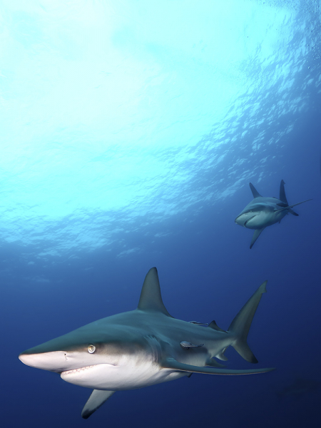 Дайвинг в ЮАР