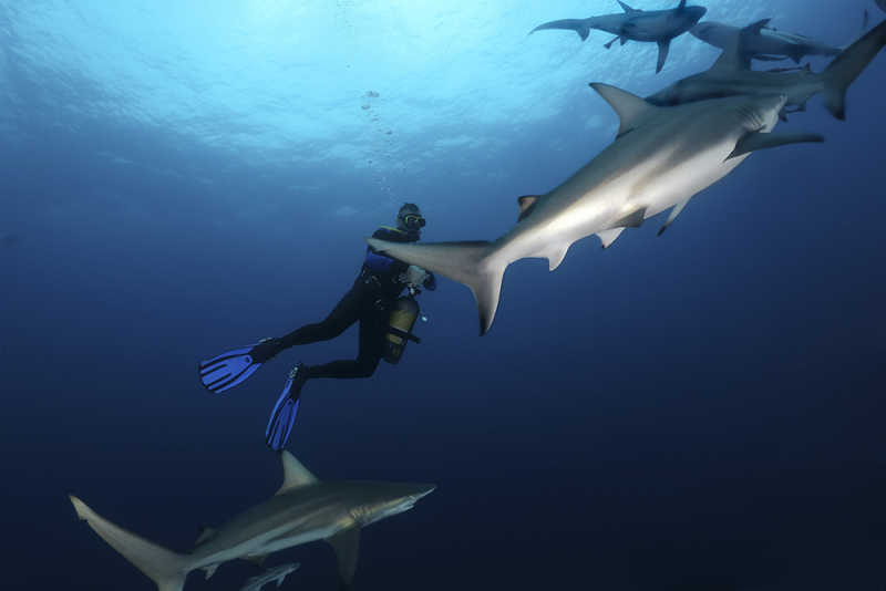 Дайвинг в ЮАР