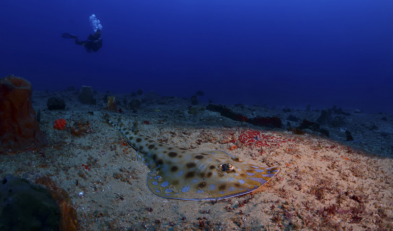 Дайвинг в ЮАР