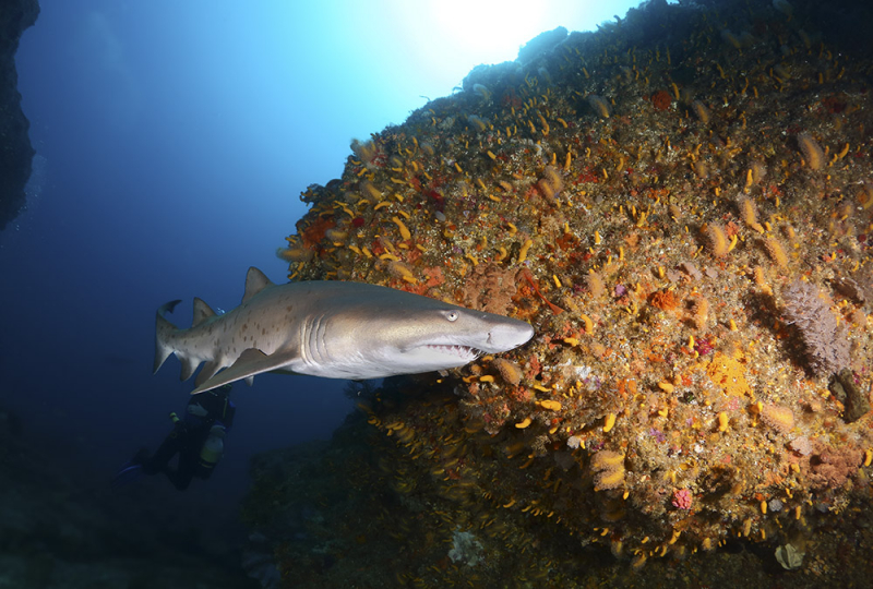 Дайвинг в ЮАР