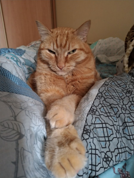 Кошки в нашей жизни. Кошки и все, что с ними связано.