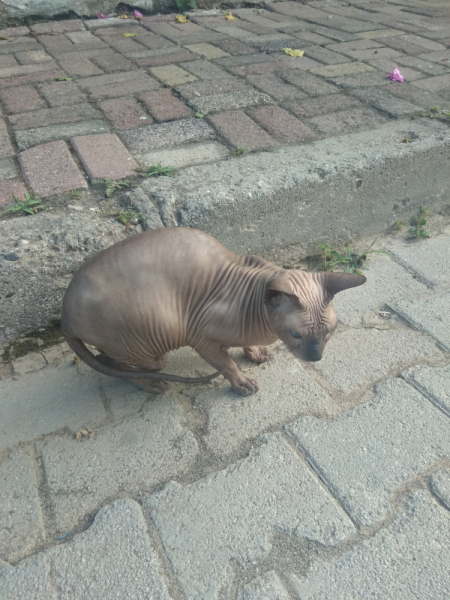 Кошки в нашей жизни. Кошки и все, что с ними связано.