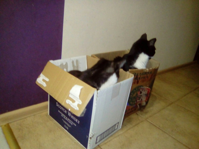 Кошки в нашей жизни. Кошки и все, что с ними связано.