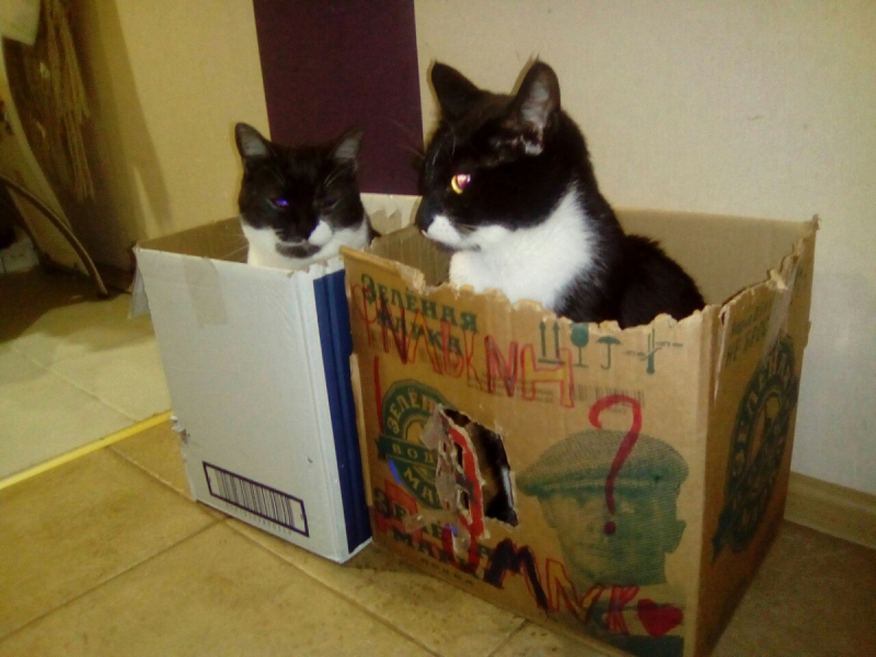 Кошки в нашей жизни. Кошки и все, что с ними связано.