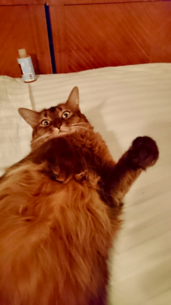 Кошки в нашей жизни. Кошки и все, что с ними связано.