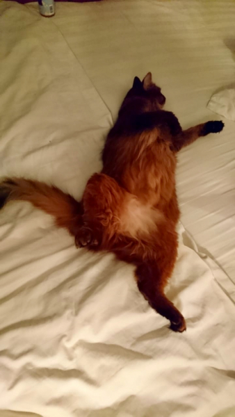 Кошки в нашей жизни. Кошки и все, что с ними связано.