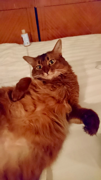 Кошки в нашей жизни. Кошки и все, что с ними связано.