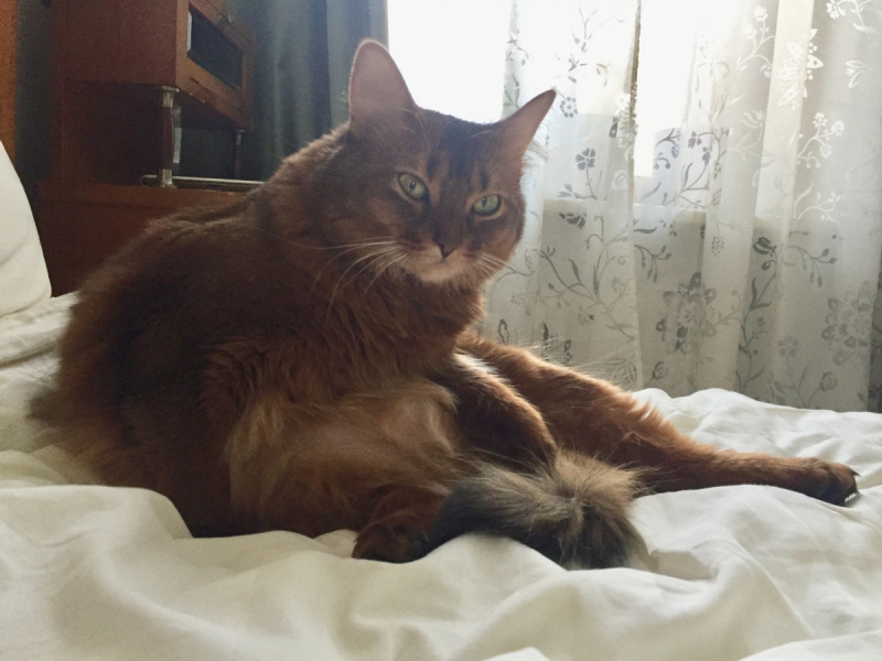 Кошки в нашей жизни. Кошки и все, что с ними связано.