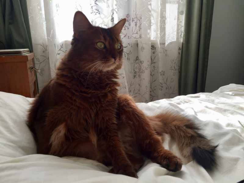 Кошки в нашей жизни. Кошки и все, что с ними связано.