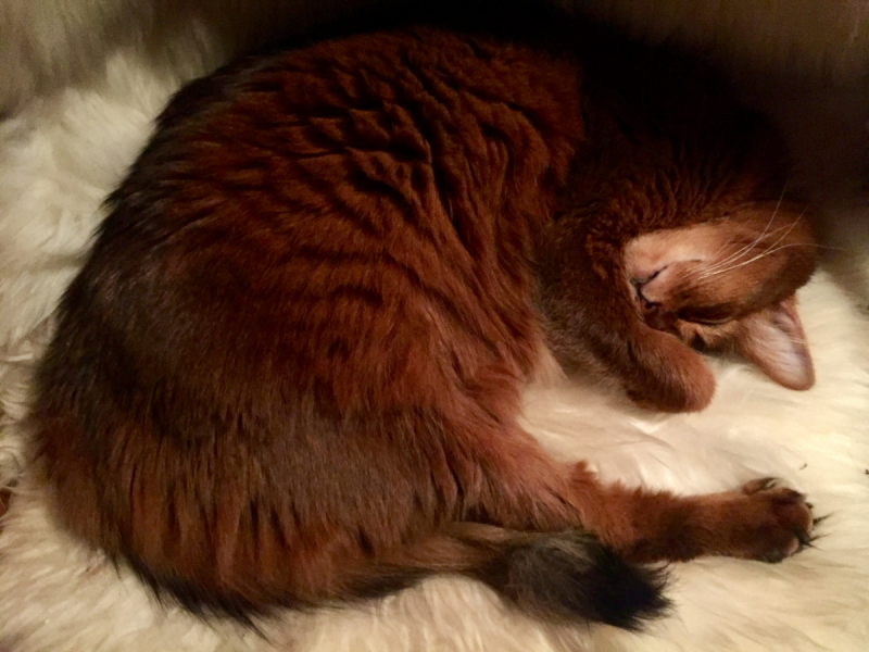 Кошки в нашей жизни. Кошки и все, что с ними связано.