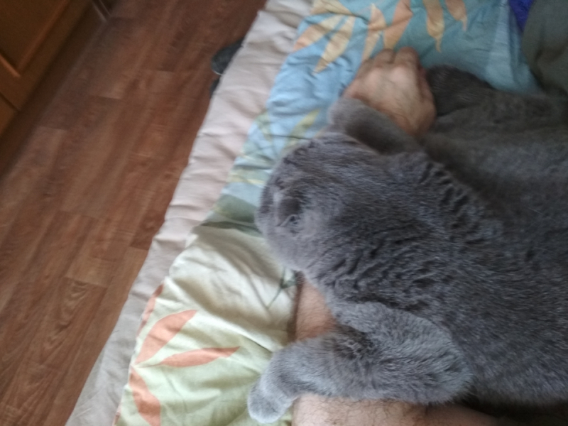 Кошки в нашей жизни. Кошки и все, что с ними связано.