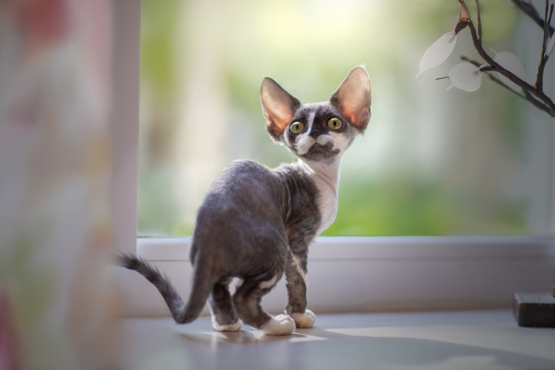 Кошки в нашей жизни. Кошки и все, что с ними связано.