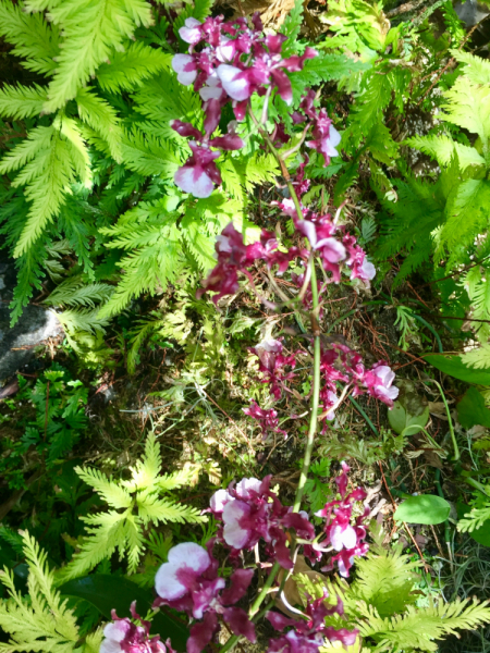 9 дней одного года, или как не заскучать на Культурном побережье Флориды (14-23 апреля 2018)