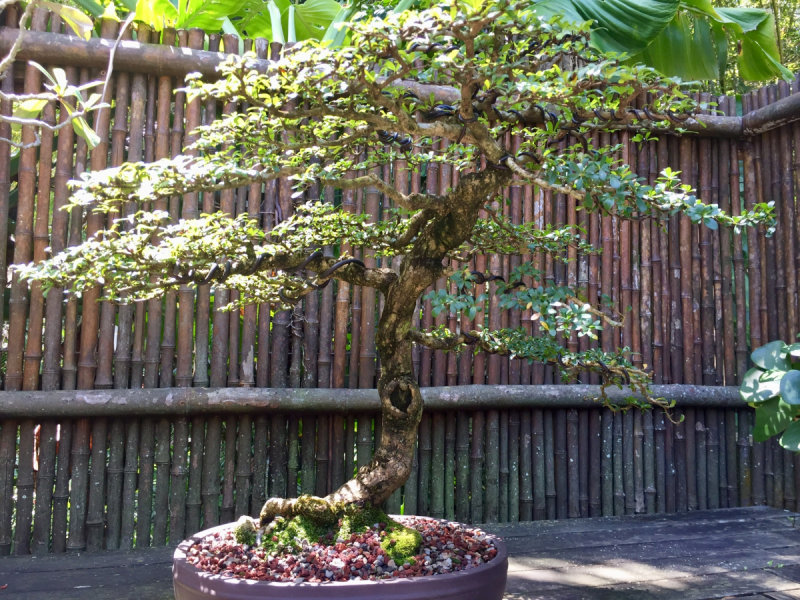9 дней одного года, или как не заскучать на Культурном побережье Флориды (14-23 апреля 2018)