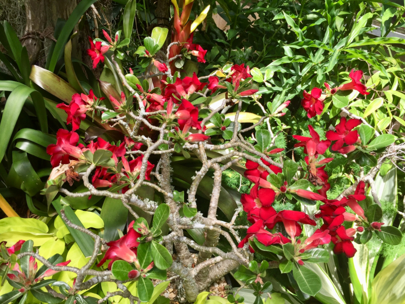 9 дней одного года, или как не заскучать на Культурном побережье Флориды (14-23 апреля 2018)