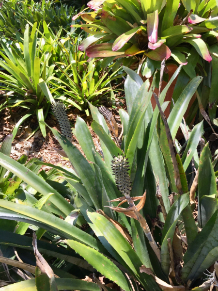 9 дней одного года, или как не заскучать на Культурном побережье Флориды (14-23 апреля 2018)