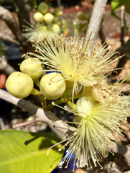 9 дней одного года, или как не заскучать на Культурном побережье Флориды (14-23 апреля 2018)
