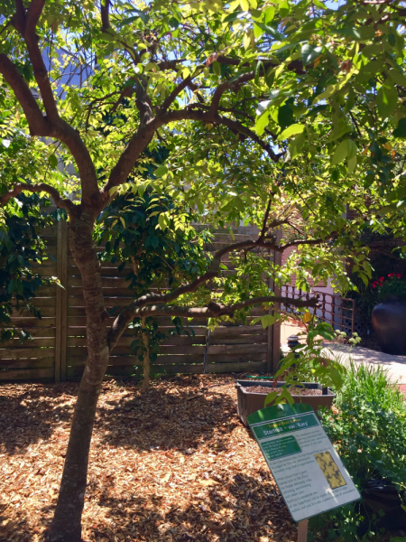 9 дней одного года, или как не заскучать на Культурном побережье Флориды (14-23 апреля 2018)