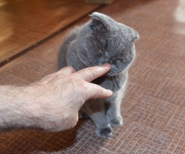 Кошки в нашей жизни. Кошки и все, что с ними связано.