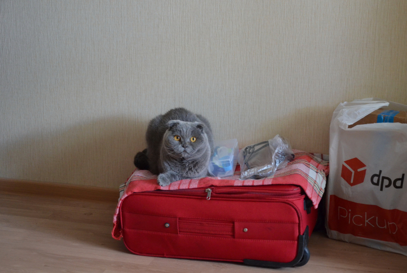 Кошки в нашей жизни. Кошки и все, что с ними связано.