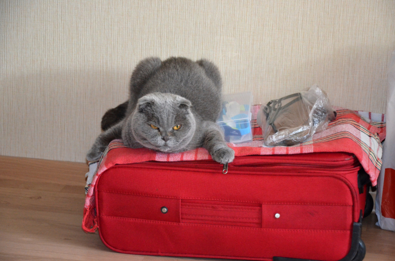 Кошки в нашей жизни. Кошки и все, что с ними связано.