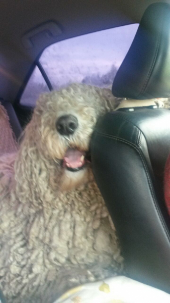 Кошки в нашей жизни. Кошки и все, что с ними связано.