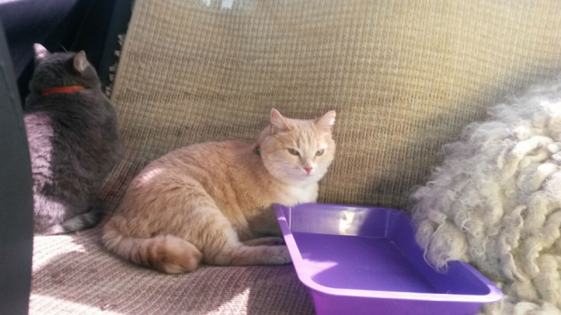 Кошки в нашей жизни. Кошки и все, что с ними связано.