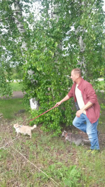 Кошки в нашей жизни. Кошки и все, что с ними связано.
