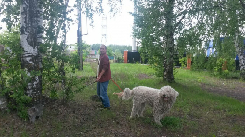 Кошки в нашей жизни. Кошки и все, что с ними связано.