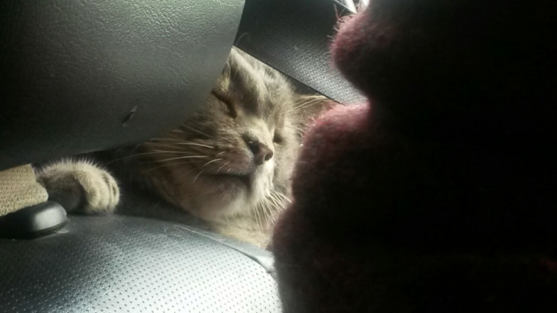 Кошки в нашей жизни. Кошки и все, что с ними связано.