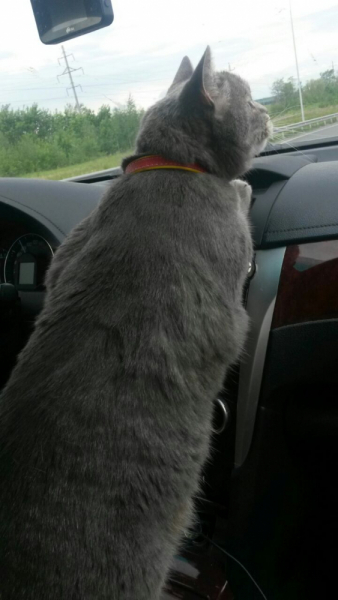 Кошки в нашей жизни. Кошки и все, что с ними связано.