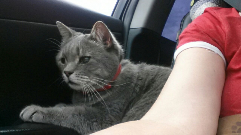 Кошки в нашей жизни. Кошки и все, что с ними связано.