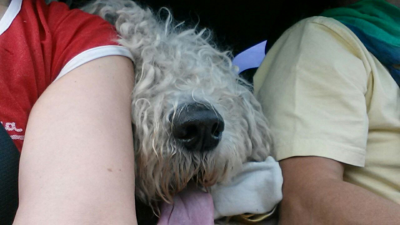 Кошки в нашей жизни. Кошки и все, что с ними связано.