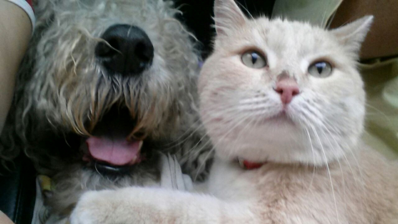 Кошки в нашей жизни. Кошки и все, что с ними связано.