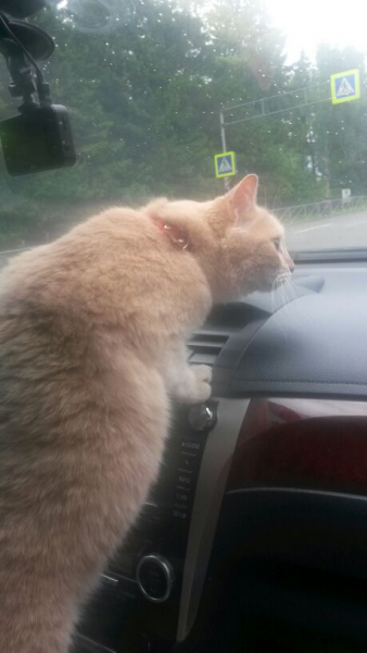 Кошки в нашей жизни. Кошки и все, что с ними связано.