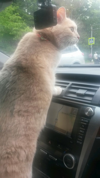 Кошки в нашей жизни. Кошки и все, что с ними связано.