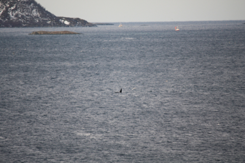 Наше арктическое путешествие или Север Норвегии в январе 2016