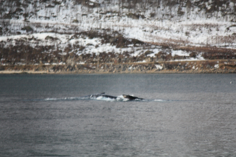 Наше арктическое путешествие или Север Норвегии в январе 2016