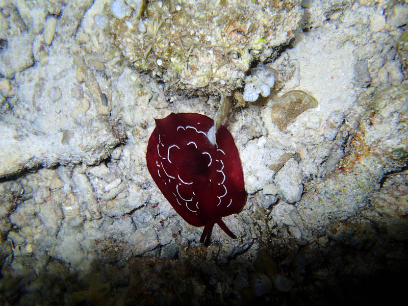 Утомленные снорком 5. Только Моалбоал, только снорк. Апрель 2017, 2018, 2019.